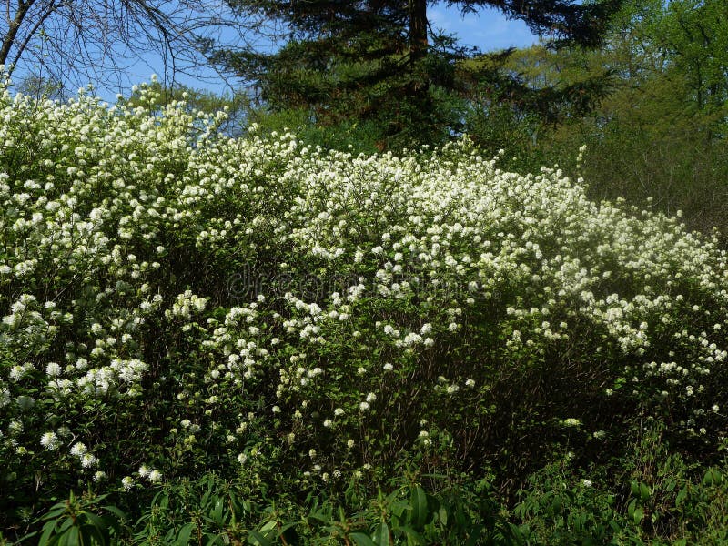 Fothergilla Gardenii Dwarf Witch Alder shrub with fragrant, beautiful, white, puffy spring flowers. It is a deciduous shrub in the Hamamelidaceae family. Fothergilla Gardenii Dwarf Witch Alder shrub with fragrant, beautiful, white, puffy spring flowers. It is a deciduous shrub in the Hamamelidaceae family.