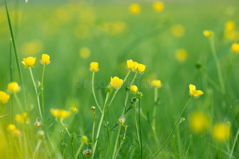 花草甸黄色