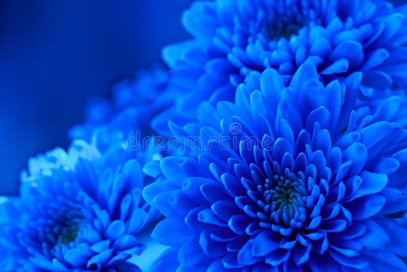 花菊花蓝色花卉背景 写的文本空白 假日卡片的模板 免版税库存图片.