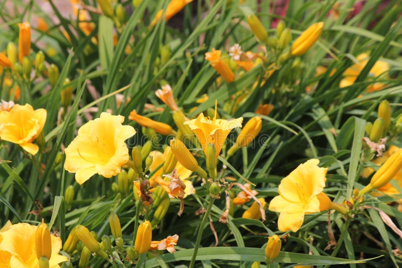 黄花菜`史特拉de Oro ` 库存照片 黄花菜`史特拉de Oro ` 库存照片