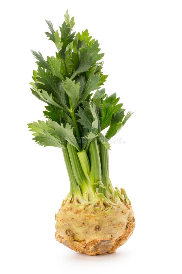 Fresh celery root with leaf on white background. Fresh celery root with leaf on white background.