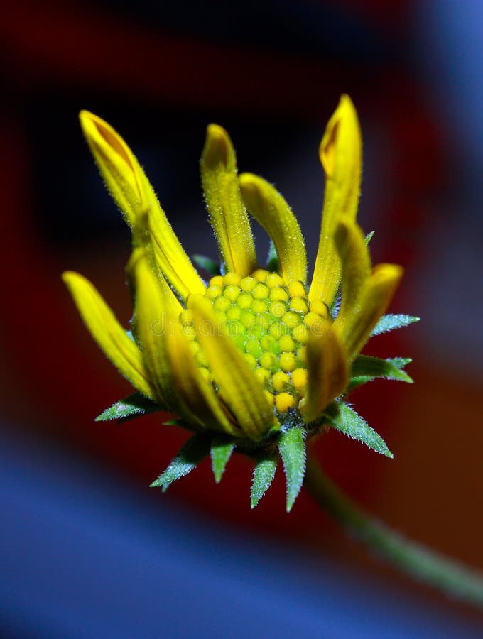 Macro - flower bud,very beautiful---. Macro - flower bud,very beautiful---