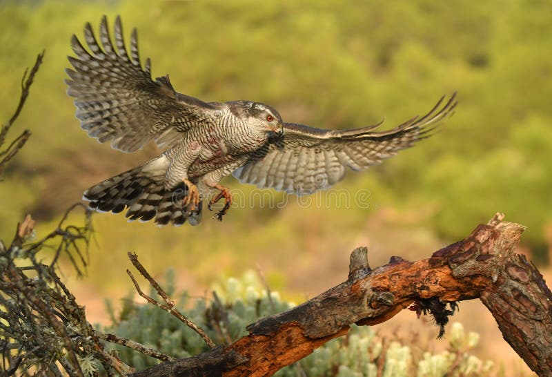 A goshawk arrives with wings open to its innkeeper. A goshawk arrives with wings open to its innkeeper