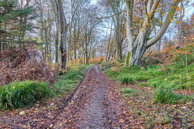 苏格兰冬季色彩Ardgowan Forrest Walls Inverkip Scotland 免版税库存图片