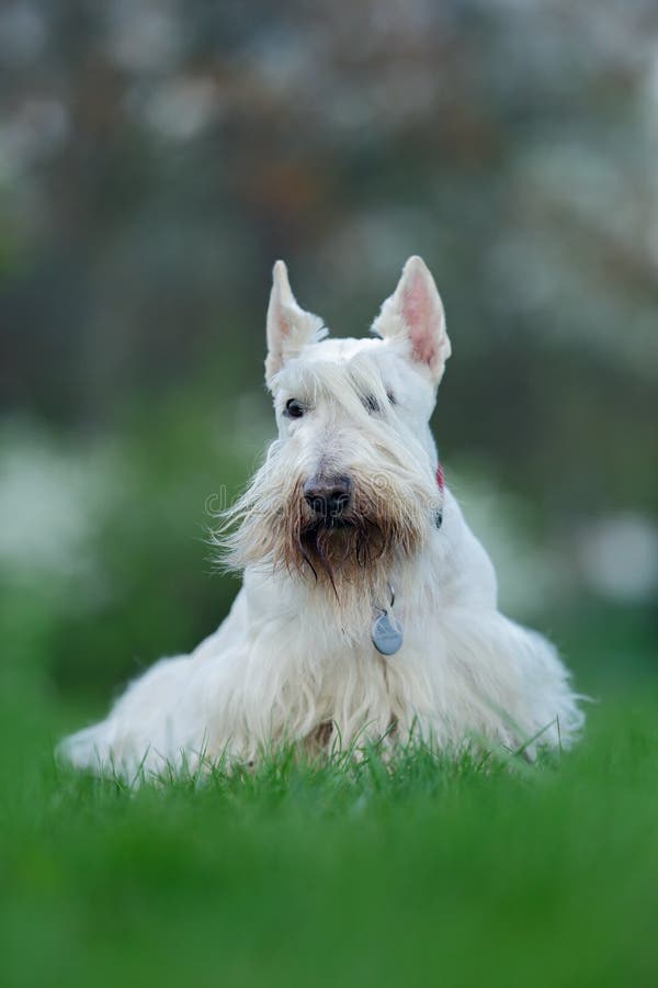 苏格兰狗，白色，在绿草草坪，白花在背景中，苏格兰，英国的小麦逗人喜爱的狗