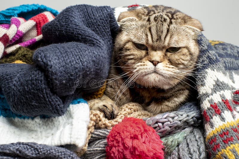 苏格兰福德非常愤怒，沮丧的猫为寒秋冬做准备，把自己裹起来藏在一堆毛料里，