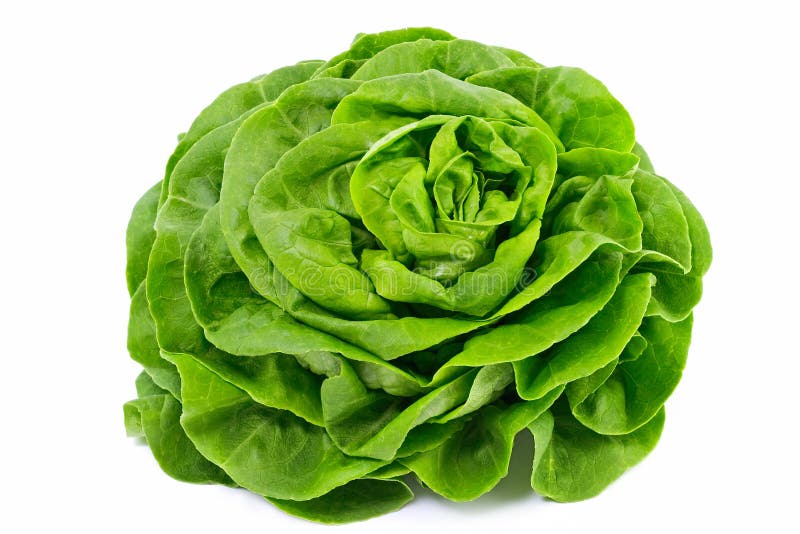 Lettuce Salad Isolated On White. Lettuce Salad Isolated On White