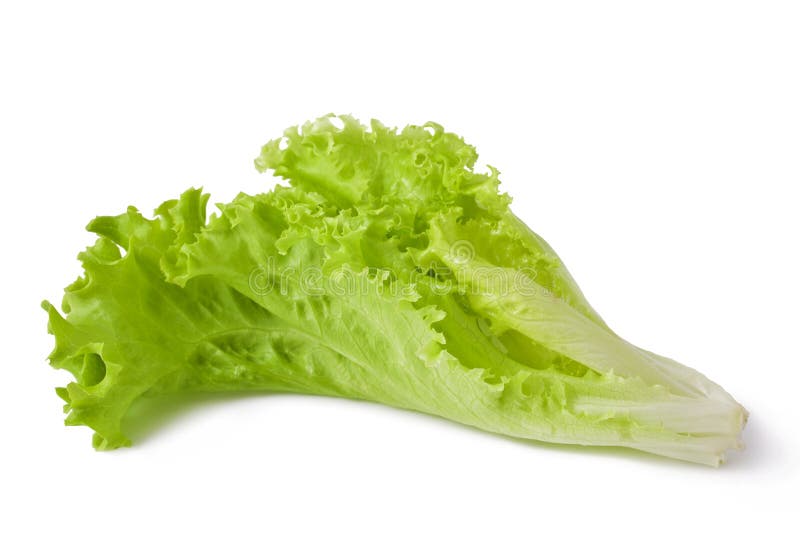 Wet lettuce on the white background. Wet lettuce on the white background