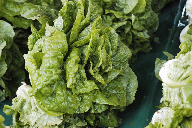 Fresh green lettuce on sale in the market. Fresh green lettuce on sale in the market