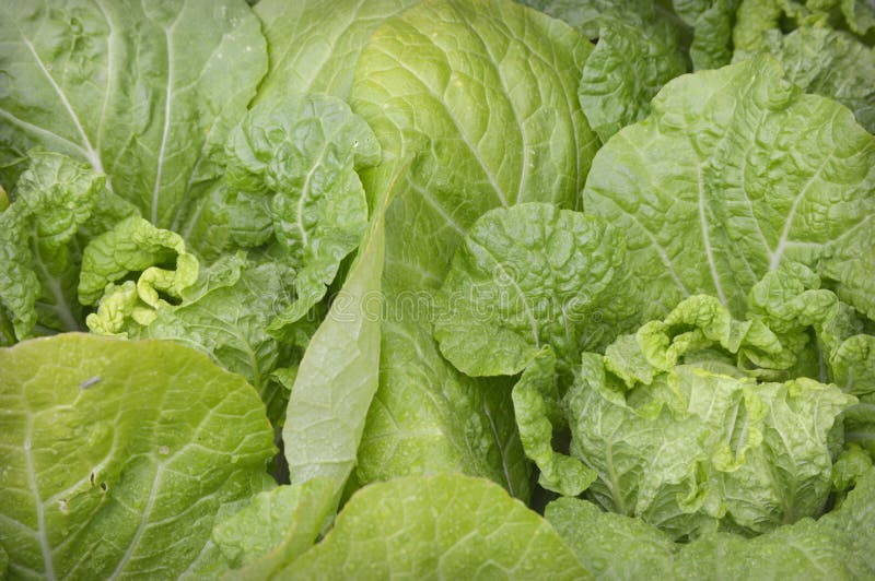 Lettuce background growing in a garden at the Chicago Botanic Gardens in Glencoe, Illinois. Lettuce background growing in a garden at the Chicago Botanic Gardens in Glencoe, Illinois.