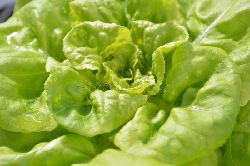 green oak leaf lettuce ready for harvest close up. green oak leaf lettuce ready for harvest close up