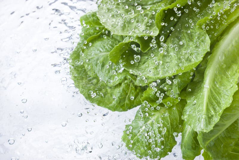 Lettuce with water spray drops falling all around. Lettuce with water spray drops falling all around