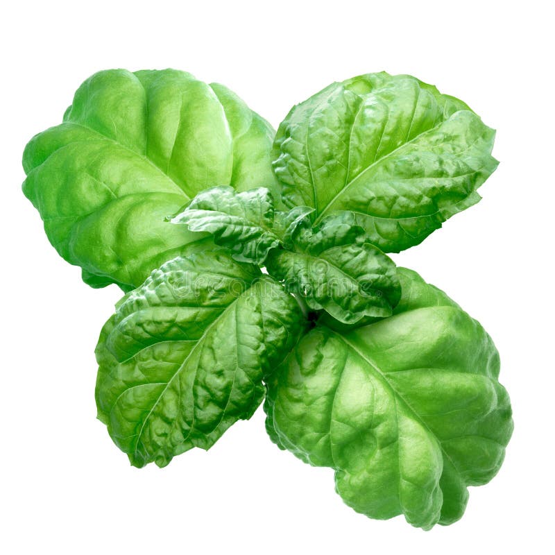 Lettuce leaf basil (Bolloso Napoletano, Valentino). Clipping path, infinite depth of field. Lettuce leaf basil (Bolloso Napoletano, Valentino). Clipping path, infinite depth of field