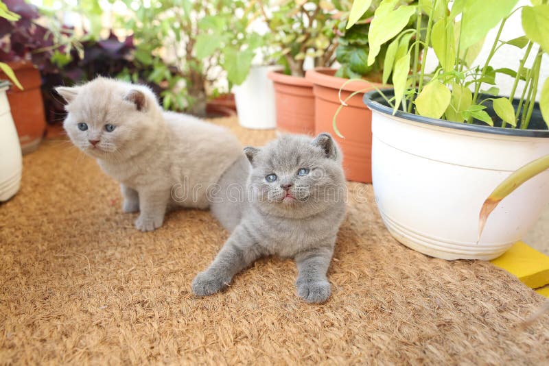 英国Shorthair小猫使用在阳台的，植物