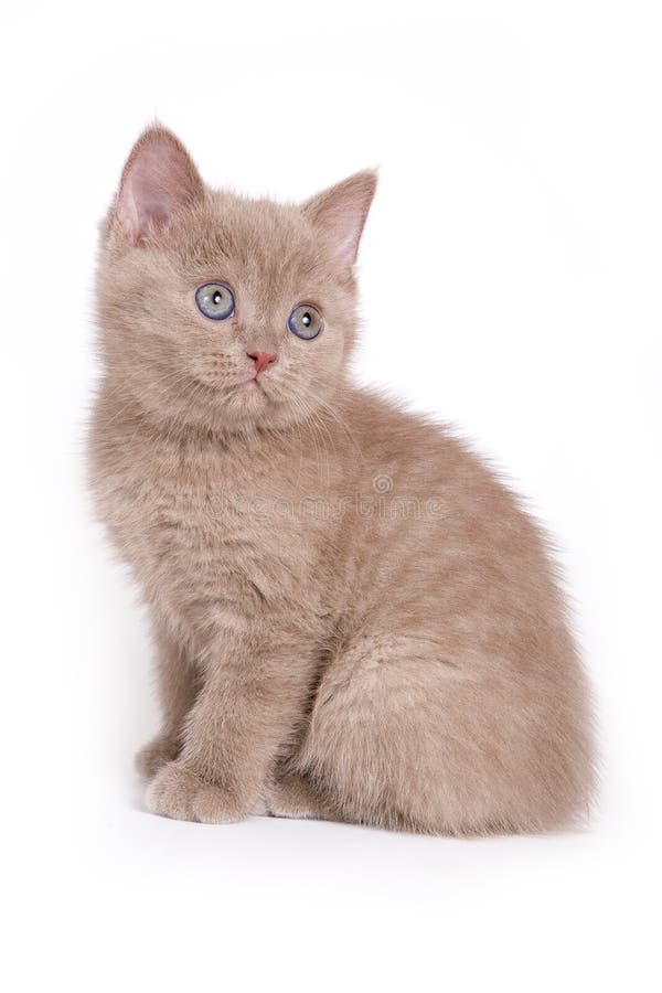 British kittens on white background. British kittens on white background.