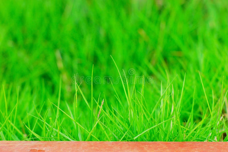 The green grass in a garden of beijing. The green grass in a garden of beijing