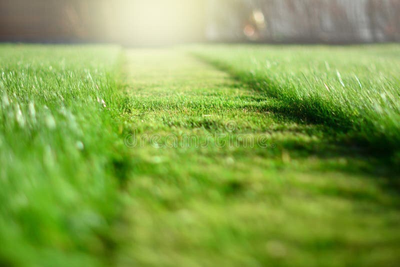 Cut strip of green grass. Mowing the lawn. Selective focus. Cut strip of green grass. Mowing the lawn. Selective focus