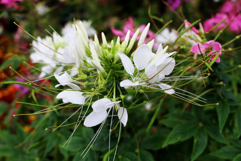 草本花, Java茶,肾脏茶厂,猫` s颊须树Orthosiphon aristatus是利尿的医药草本用途并且治疗a 库存照片 草本花, Java茶,肾脏茶厂,猫` s颊须树Orthosiphon aristatus是利尿的医药草本用途并且治疗a 库存照片