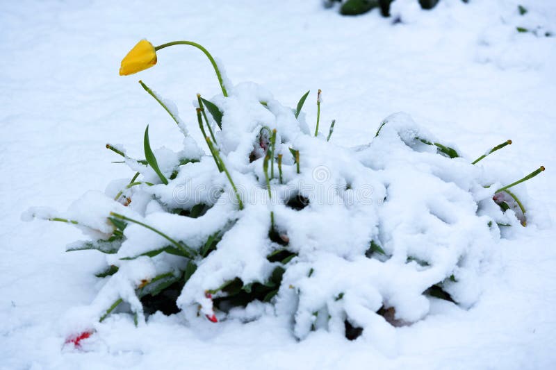 Winter is back - In the picture are tulips in spring with snow. Winter is back - In the picture are tulips in spring with snow