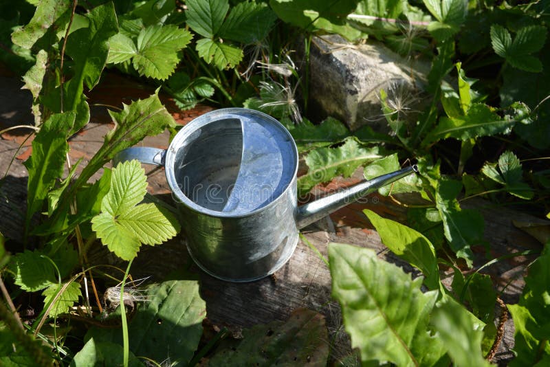 草莓、蒲公英等不同植物绿叶间金属浇水罐 夏日花园