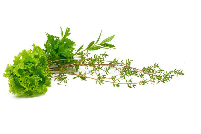Green Parsley, Celery, Sage, Thyme, Rosemary, Lettuce, fresh spices isolated on white background. Green Parsley, Celery, Sage, Thyme, Rosemary, Lettuce, fresh spices isolated on white background.