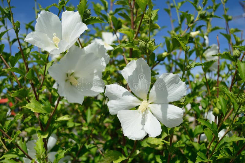 莎伦・白花的黛安娜・罗ä¸ã€‚莎伦・白花的黛安娜・罗ä¸ã€‚木芙蓉是麦洛科æ¤ç‰©ä¸çš„一ç§å¼€èбæ¤ç‰©ã 免版税图库摄影 莎伦・白花的黛安娜・罗ä¸ã€‚莎伦・白花的黛安娜・罗ä¸ã€‚木芙蓉是麦洛科æ¤ç‰©ä¸çš„一ç§å¼€èбæ¤ç‰©ã 免版税图库摄影