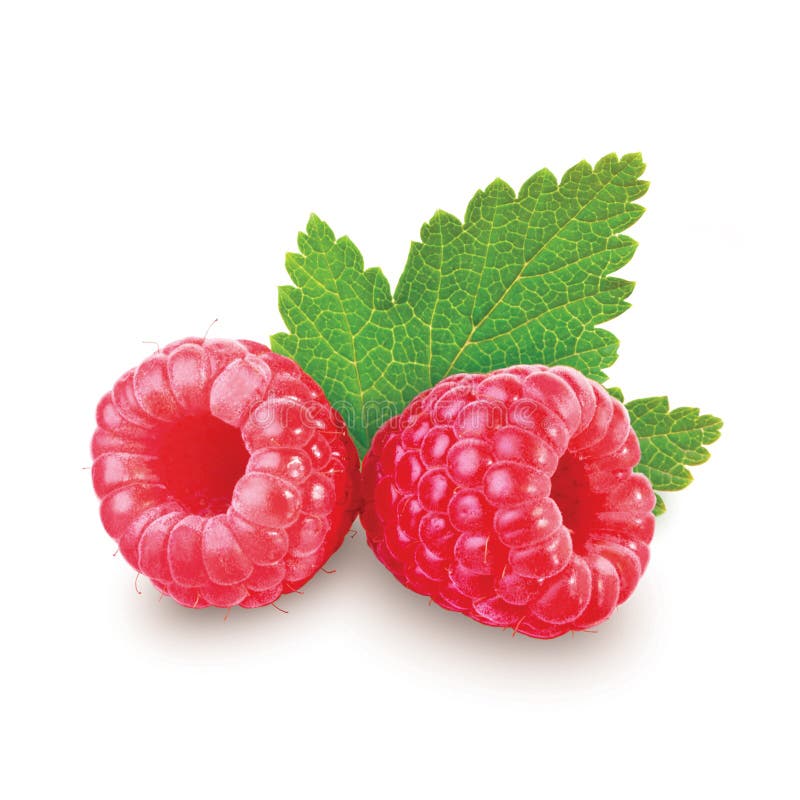 Two berry raspberry on white background. Two berry raspberry on white background