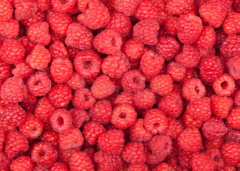 Fresh red raspberry fruits background. Fresh red raspberry fruits background