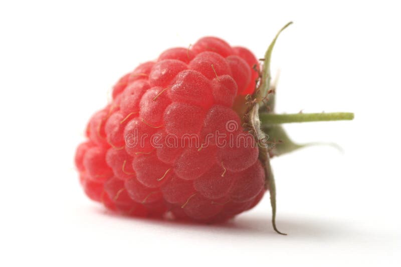 Isolated raspberry with stem on a white background. Isolated raspberry with stem on a white background