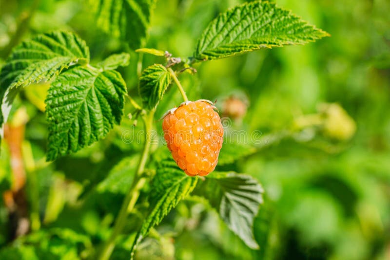 Close-up of a raspberry berry on a green bush. Close-up of a raspberry berry on a green bush