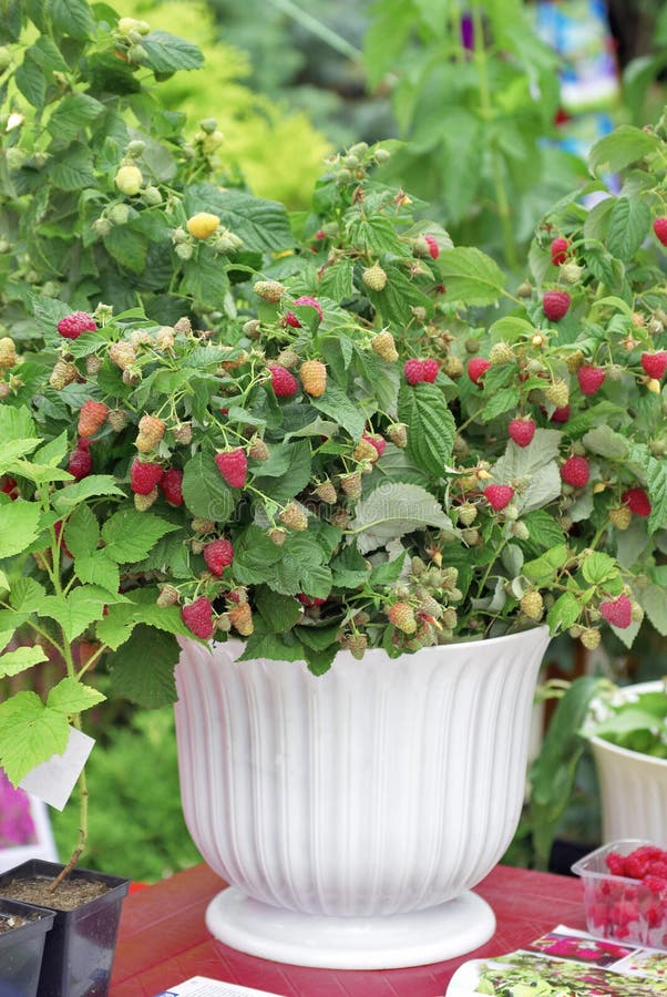 Raspberry shrub with bright ripe red berries growing in a pot. Soft focus. Raspberry shrub with bright ripe red berries growing in a pot. Soft focus