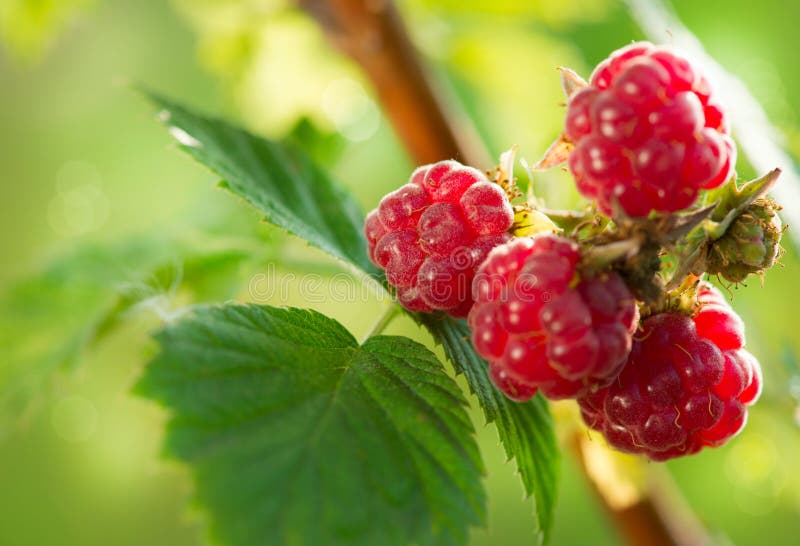 Raspberry. Growing Organic Berries closeup. Raspberry. Growing Organic Berries closeup