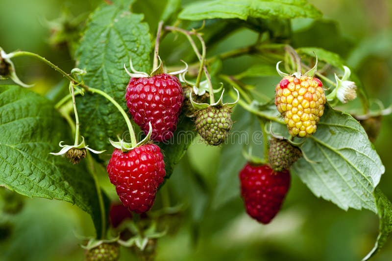 Ripe raspberry in the fruit garden, close up. Ripe raspberry in the fruit garden, close up