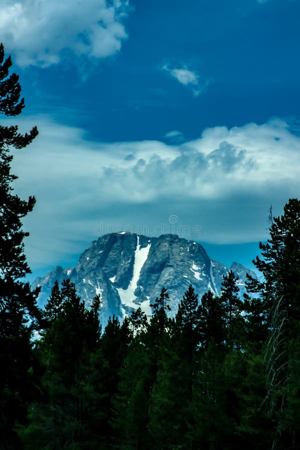 Mount Moran viewed through a screen of pine trees. High quality photo. Mount Moran viewed through a screen of pine trees. High quality photo