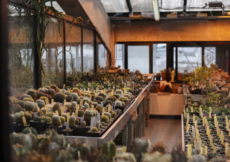 莫大'药学园'或'阿普特卡斯基奥戈罗德'植物园盆中许多不同的小仙人掌 库存图片