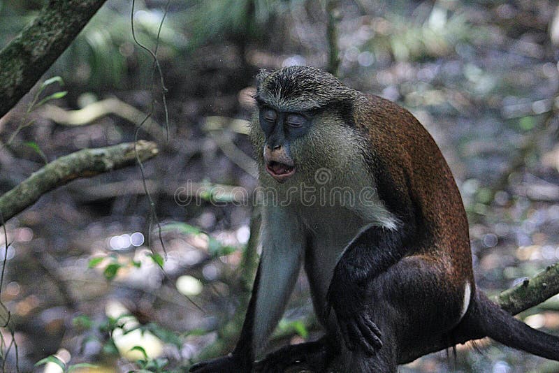 莫娜猴子， CERCOPITHECUSMONA，白日梦在LEKKI保护保护中心 库存图片