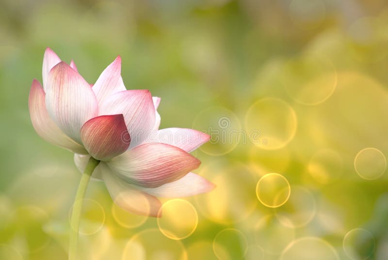 莲花 免版税库存图片
