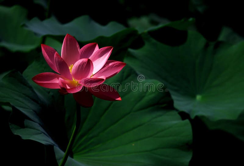 the Lotus in a river. the Lotus in a river