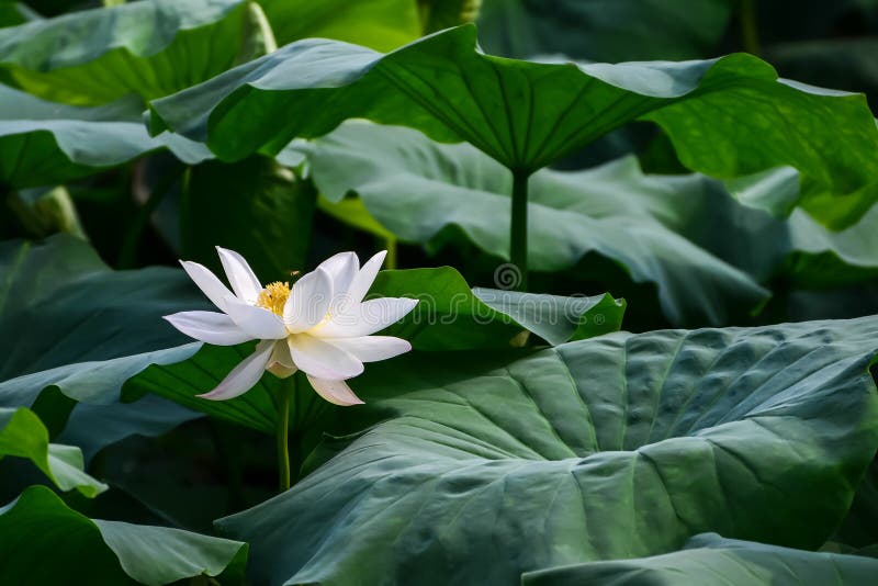 Lotus be in full bloom lotus root flower park. Lotus be in full bloom lotus root flower park