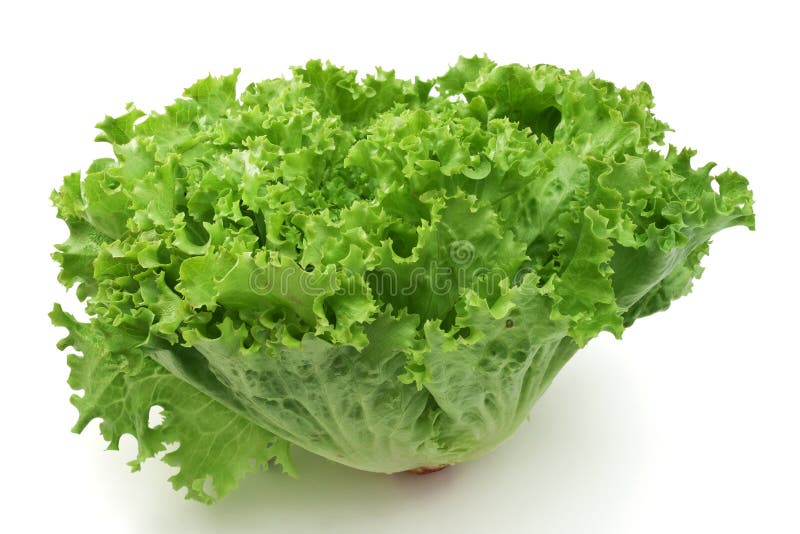 Fresh curly lettuce isolated on white background. Fresh curly lettuce isolated on white background