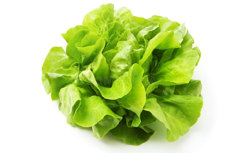 Fresh green Butter head Lettuce isolated on white. Fresh green Butter head Lettuce isolated on white