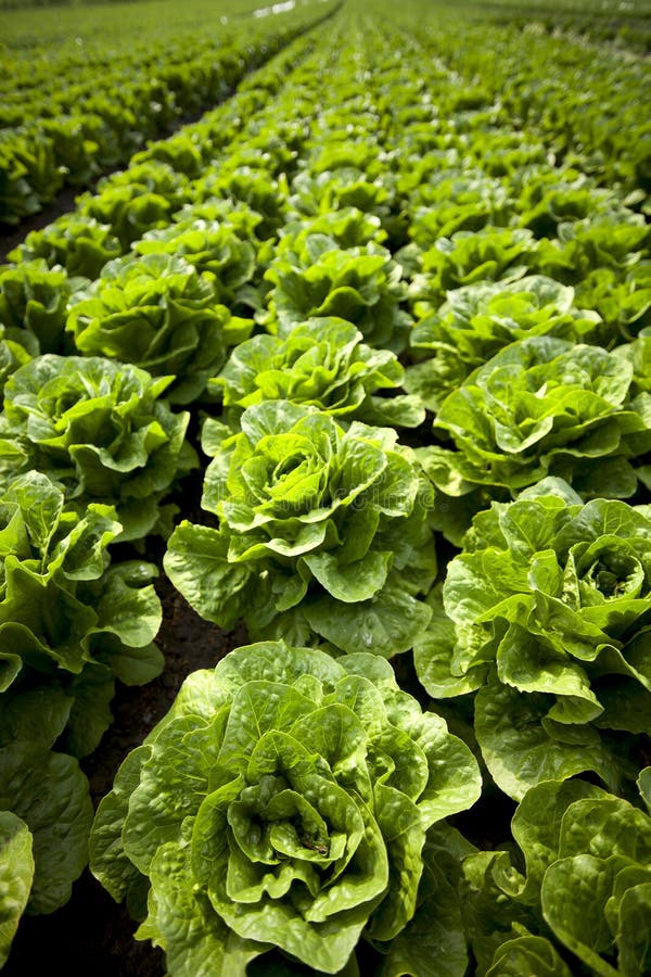 Lettuce growing in Lancashire,uk. Lettuce growing in Lancashire,uk