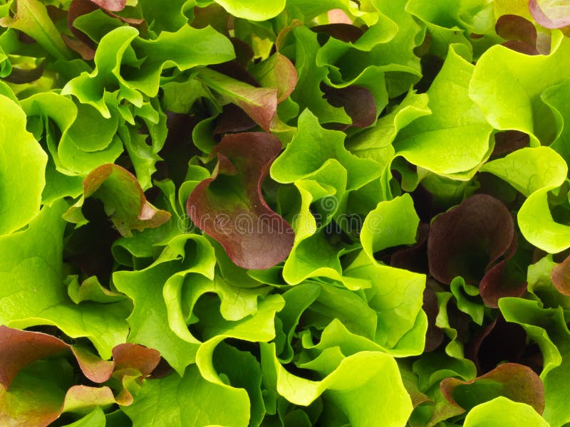 Mixed growing fresh lettuce leaves. Mixed growing fresh lettuce leaves