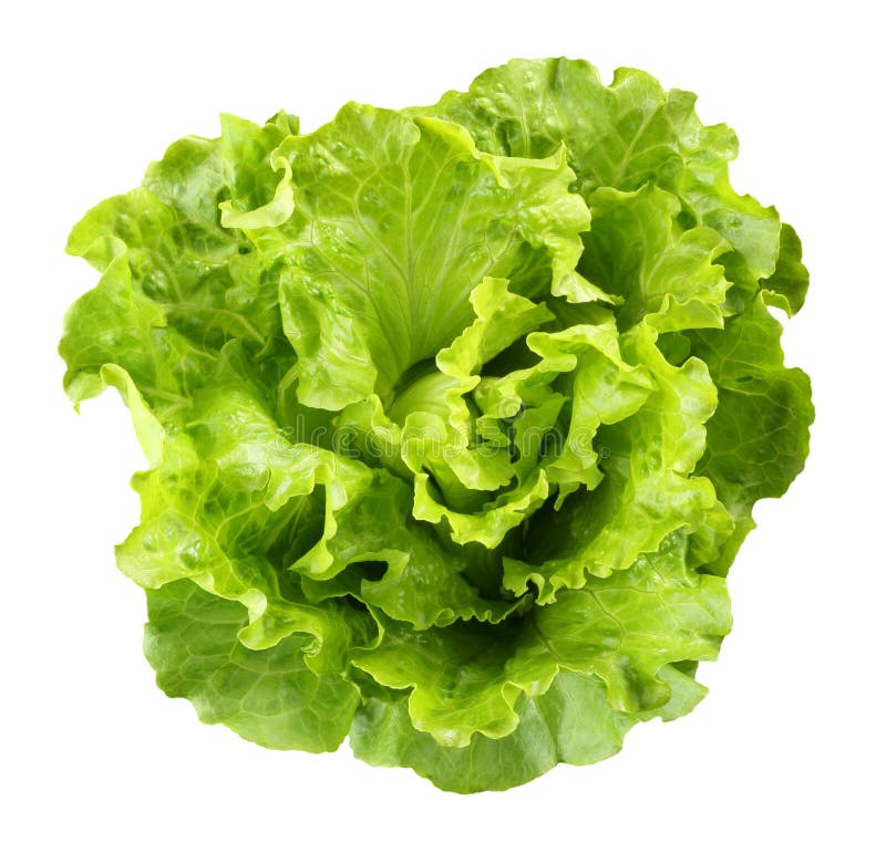 The lettuce on white backgroun. The lettuce on white backgroun