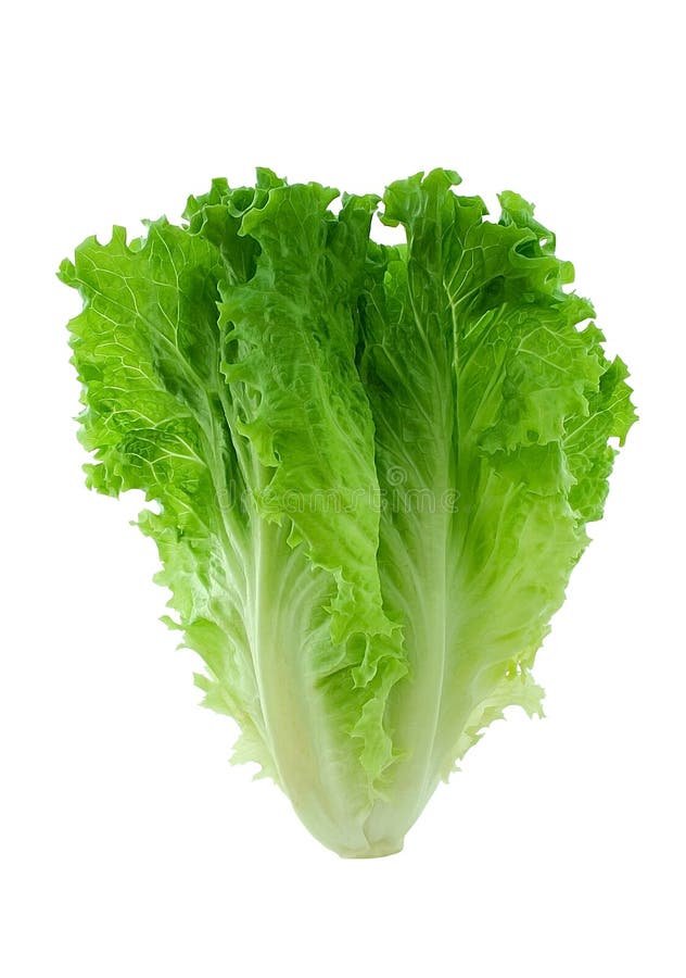 Lettuce on white. Lettuce on white