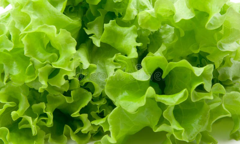 Green fresh lettuce as background. Green fresh lettuce as background