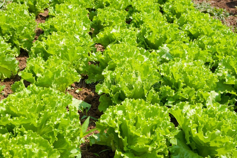 Healthy home lettuce in rows in garden. Healthy home lettuce in rows in garden.