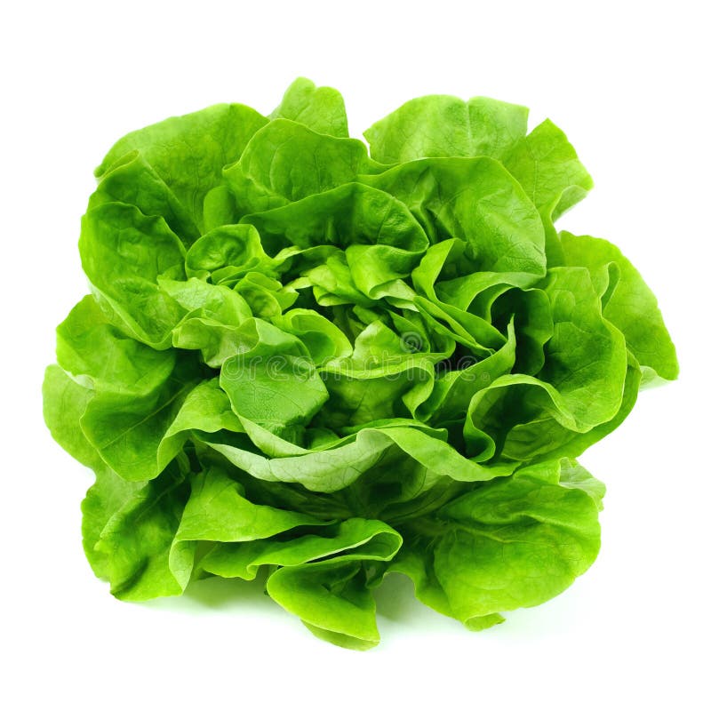 Lettuce isolated on white background. Lettuce isolated on white background