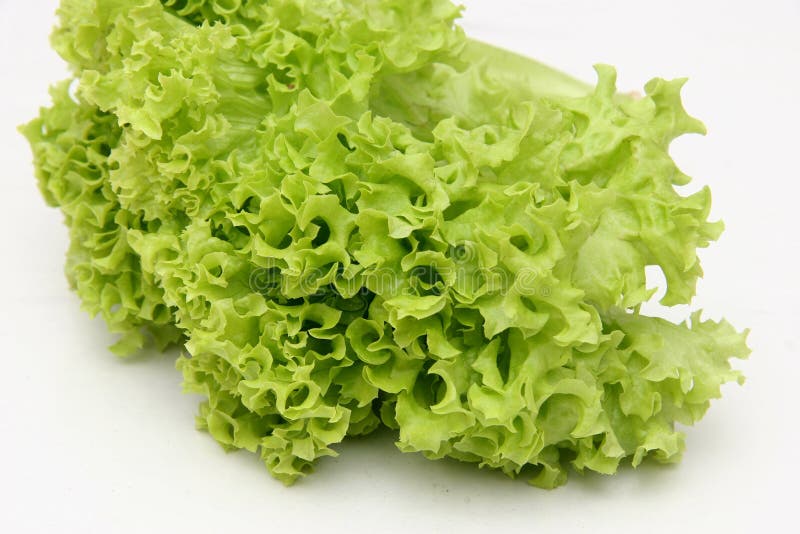 Frilly green lettuce leaf. Frilly green lettuce leaf