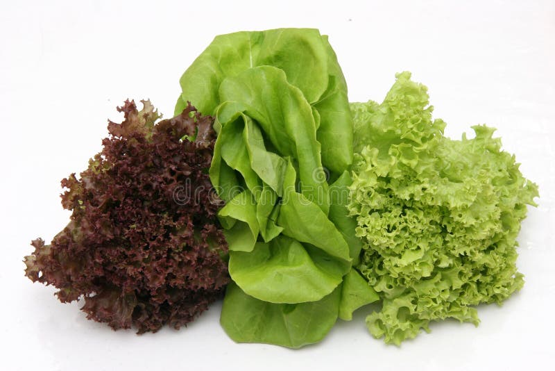 Three types of salad lettuce leaves. Three types of salad lettuce leaves